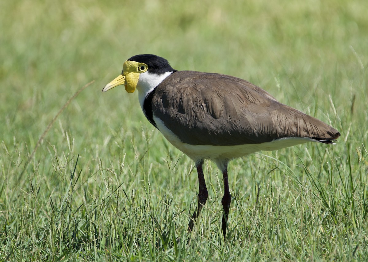 čejka australská (ssp. novaehollandiae) - ML647455384