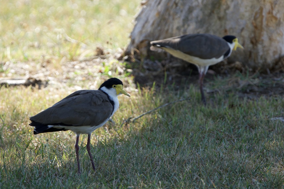čejka australská (ssp. novaehollandiae) - ML647455385