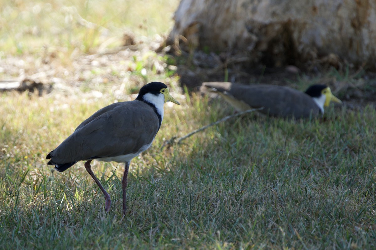 čejka australská (ssp. novaehollandiae) - ML647455386