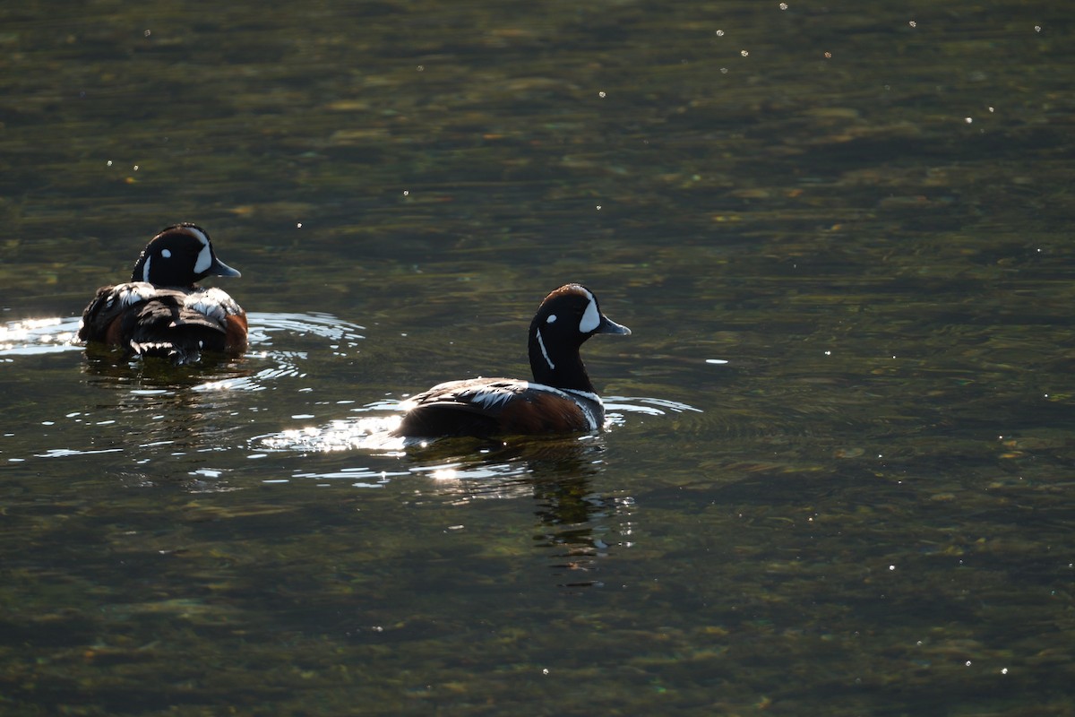 Harlequin Duck - ML647455389