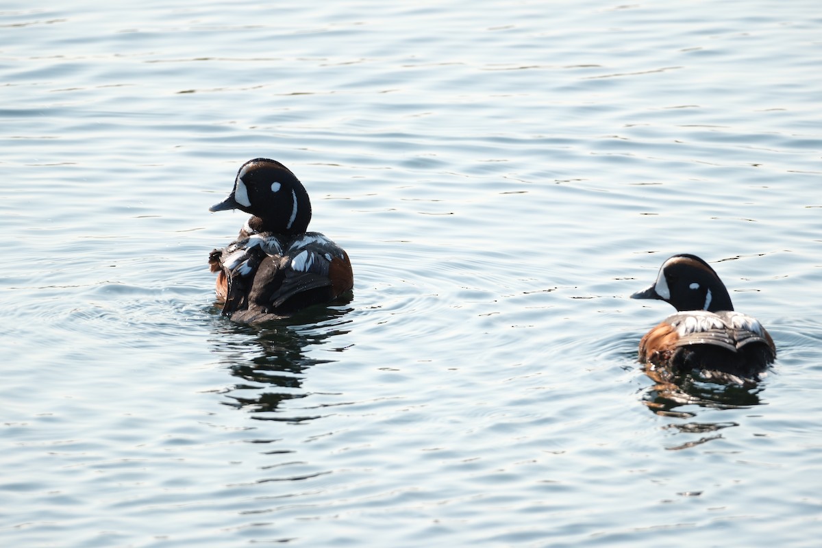 Harlequin Duck - ML647455390