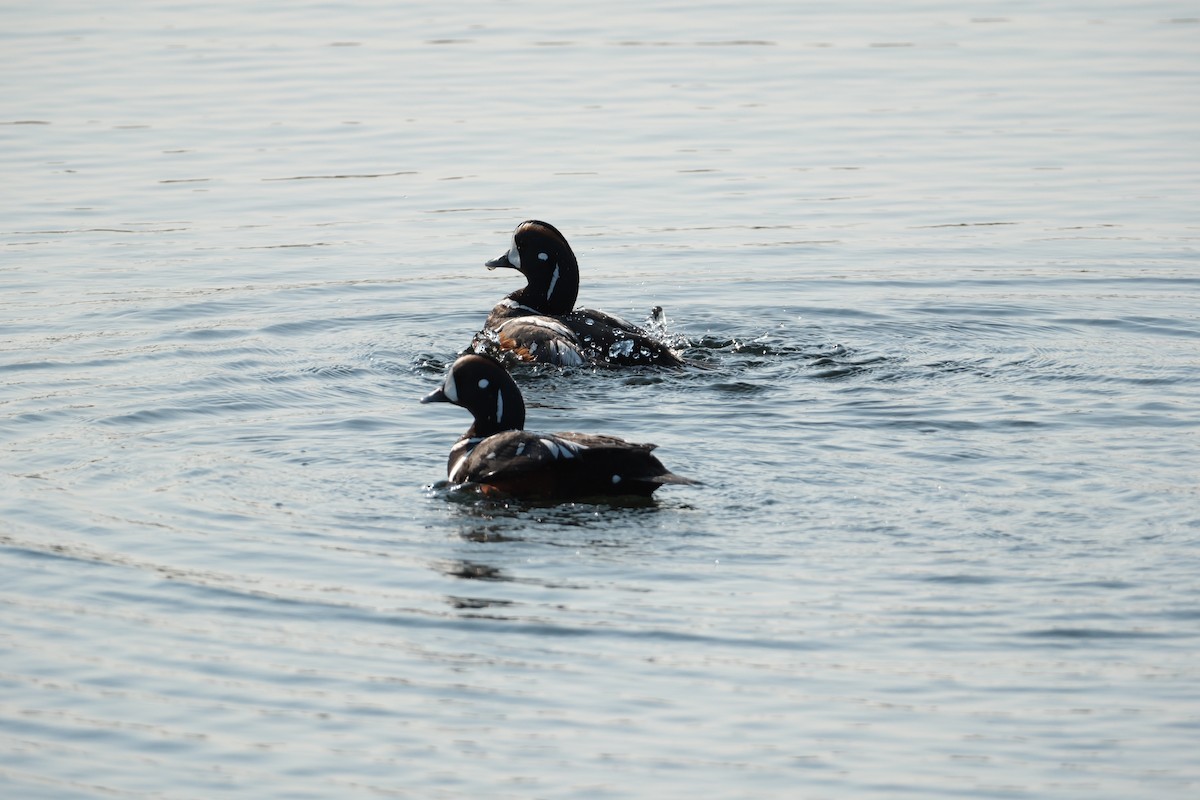 Harlequin Duck - ML647455391