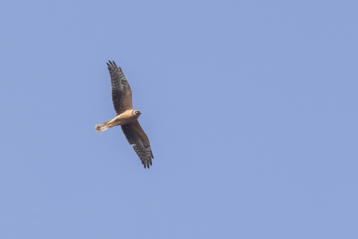 moták stepní - ML647455396