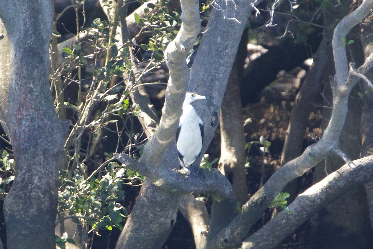 kormorán pestrý - ML647455403