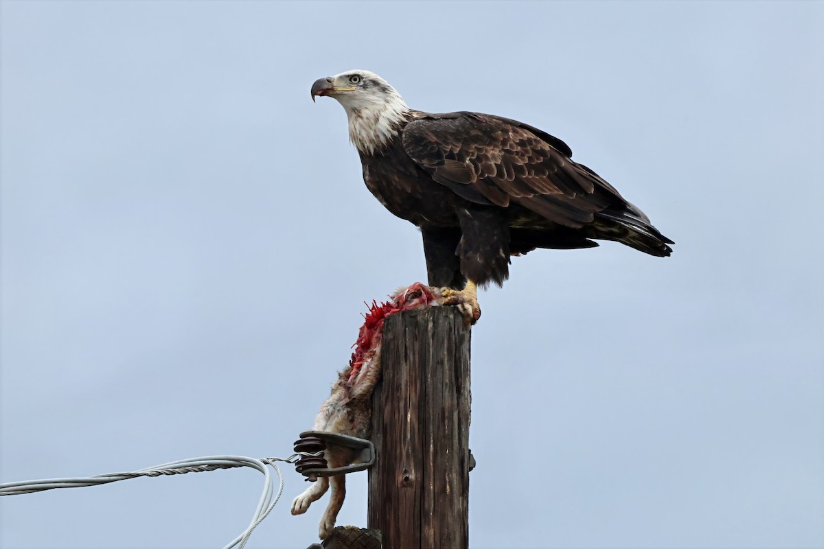 orel bělohlavý - ML647455409
