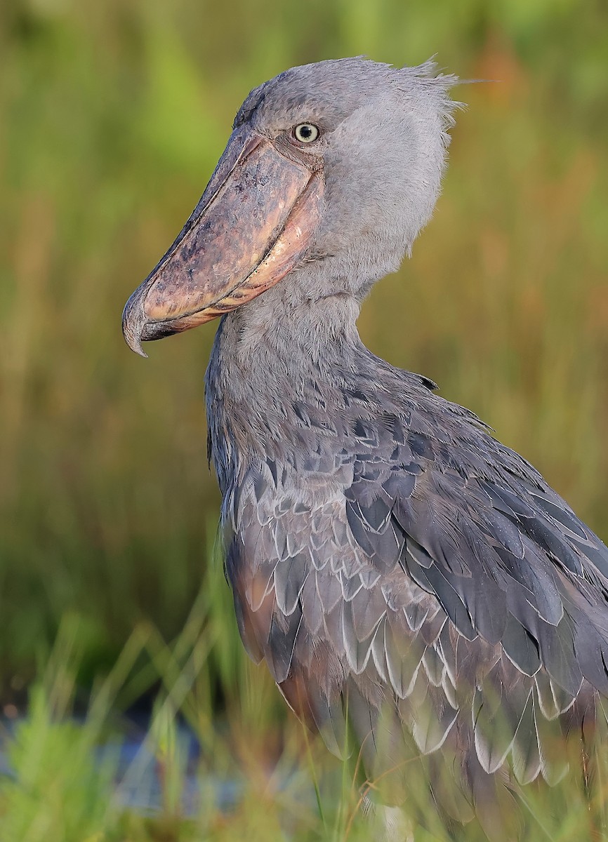 člunozobec africký - ML647455410