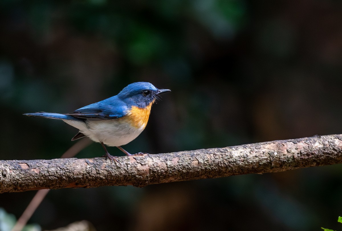 Indochinese Blue Flycatcher - ML647455411