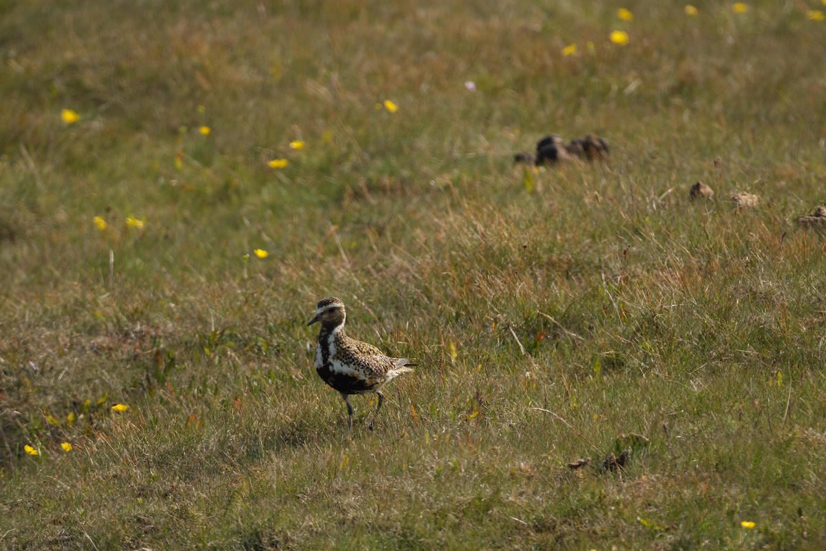 kulík zlatý - ML647455412