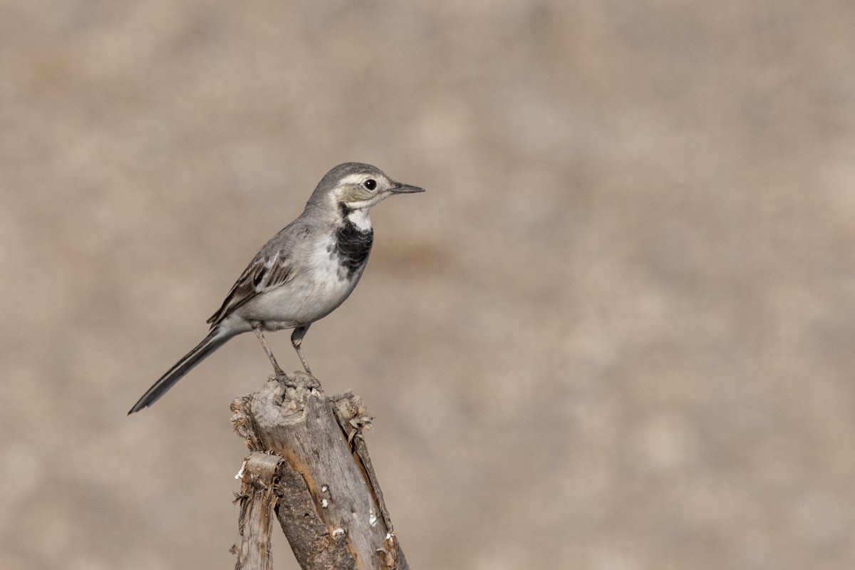 konipas bílý - ML647455413