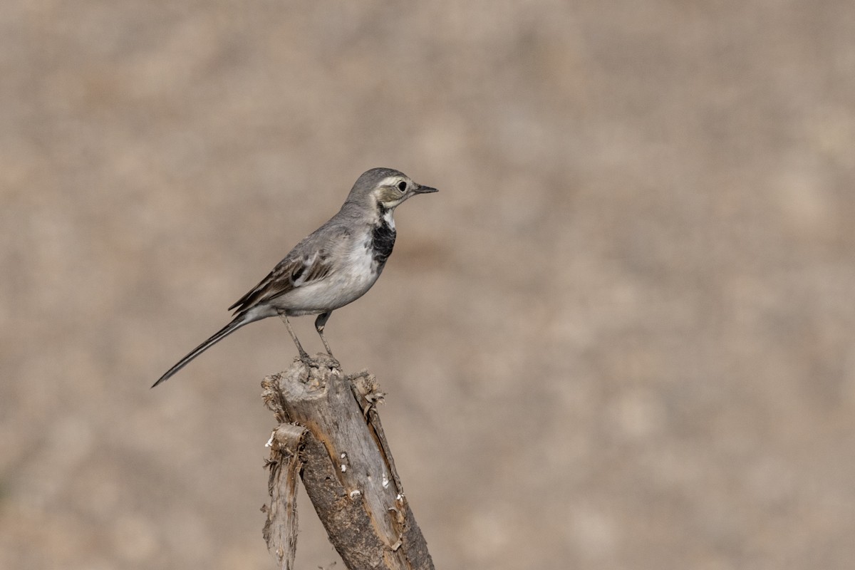 konipas bílý - ML647455414