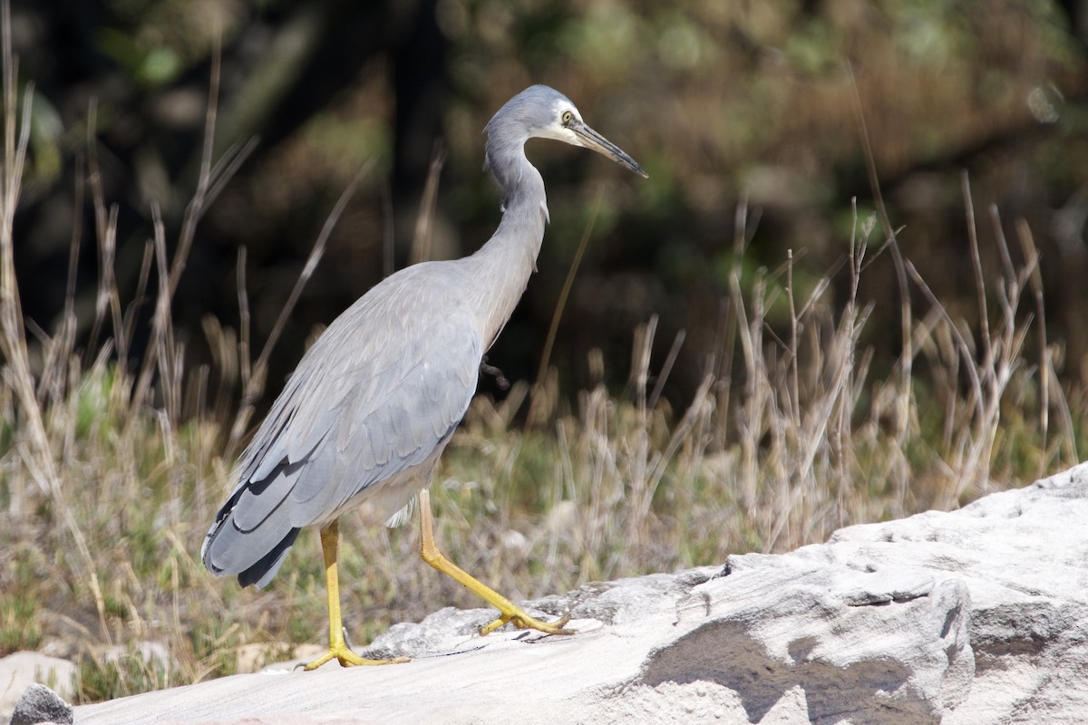 volavka bělolící - ML647455416