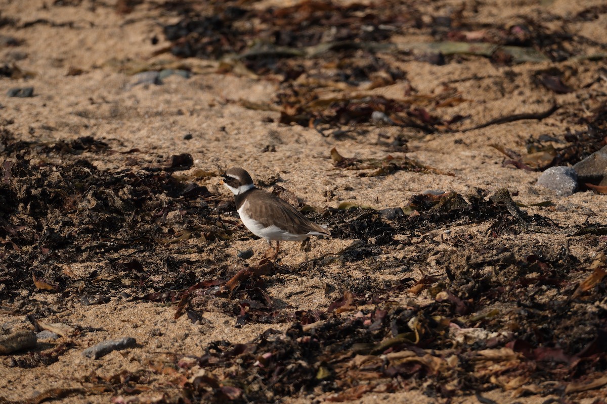 kulík písečný - ML647455417