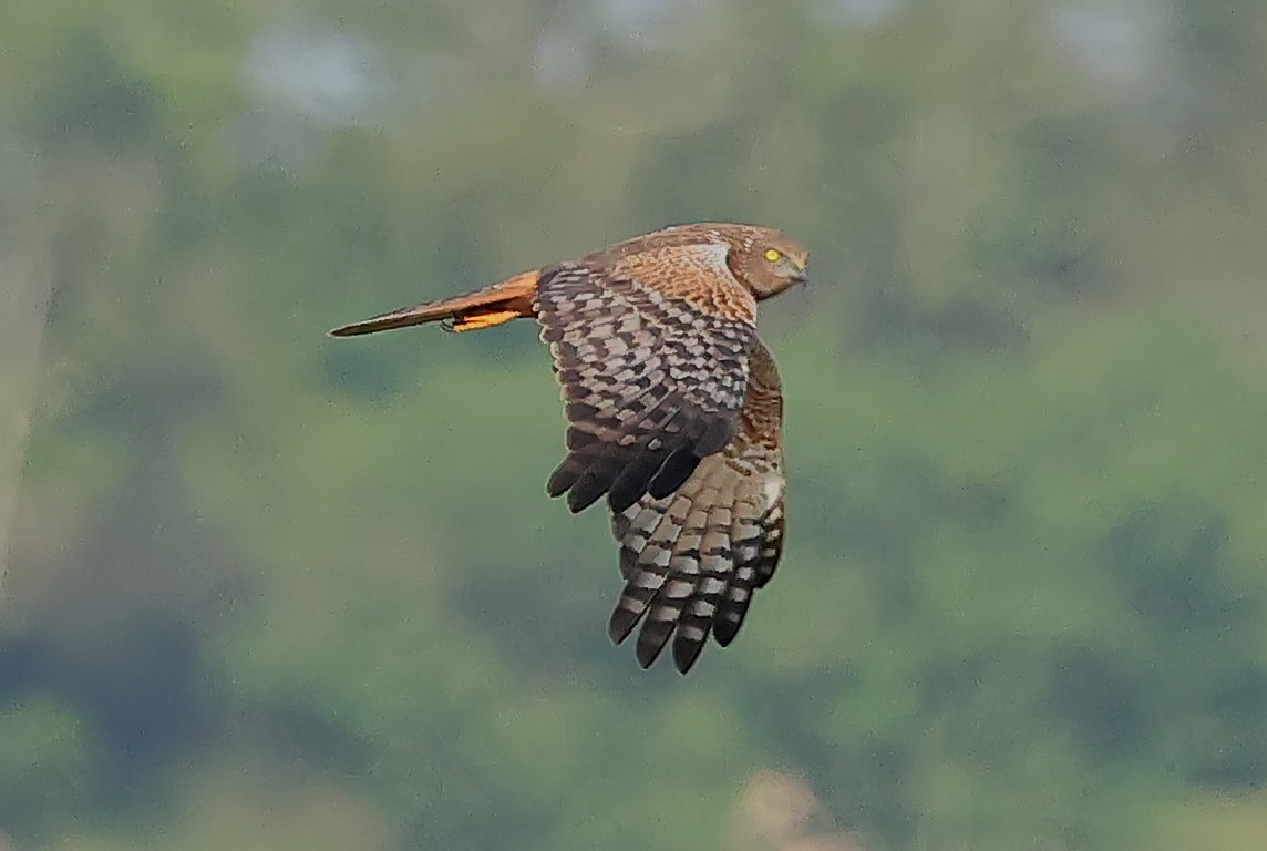 moták africký - ML647455420