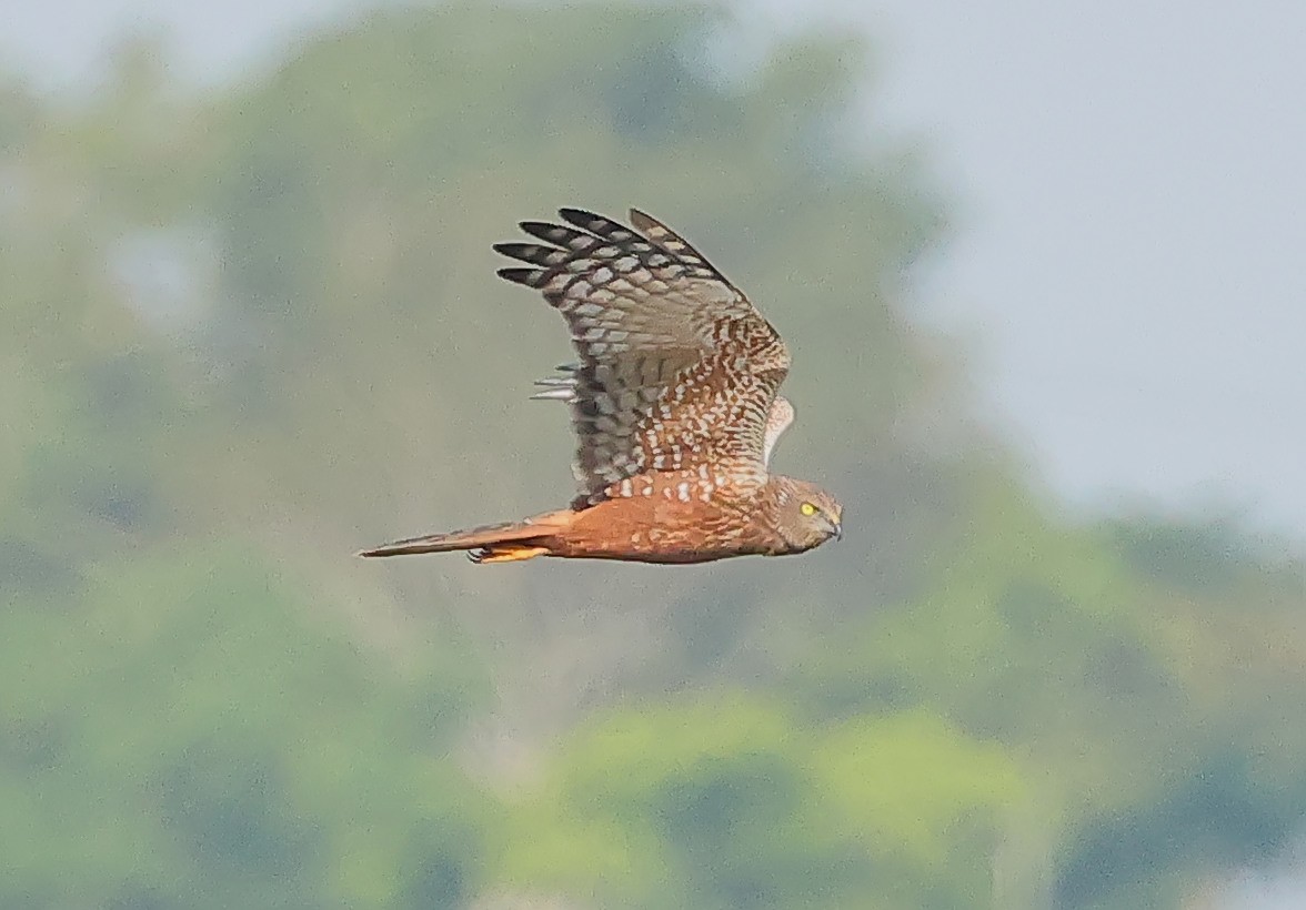 moták africký - ML647455421