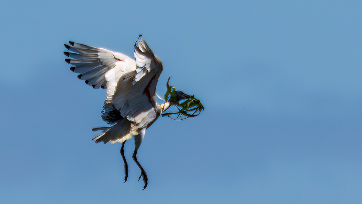 ibis australský - ML647455422