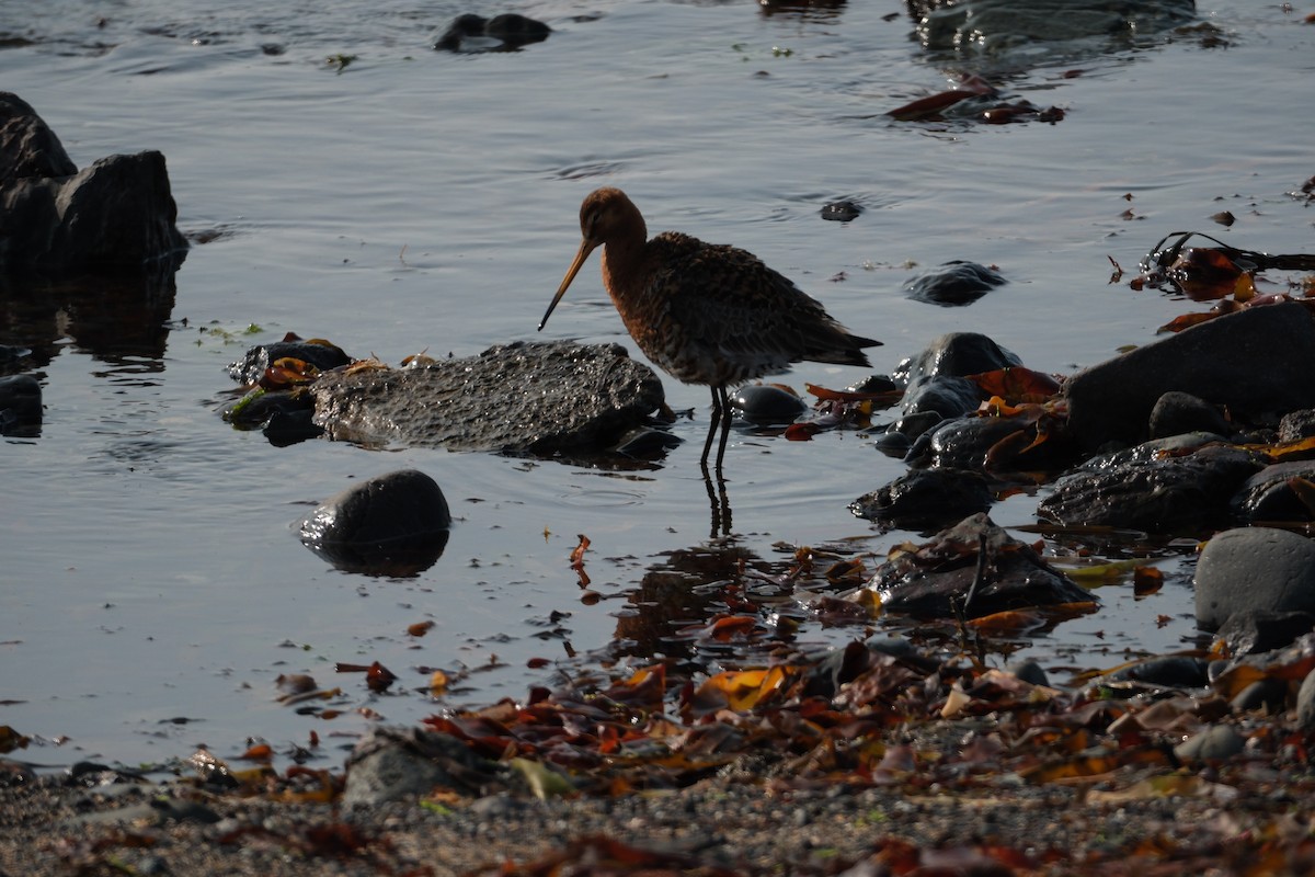 břehouš černoocasý - ML647455424