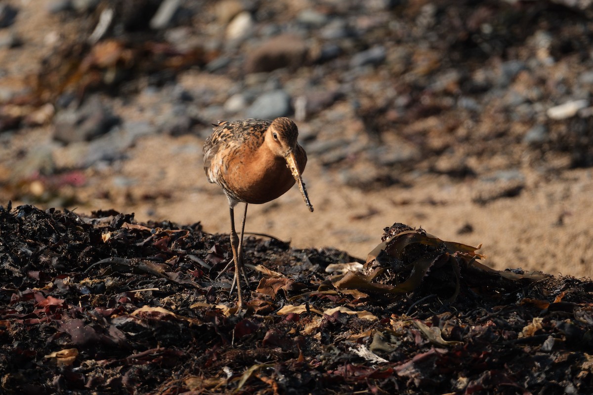 břehouš černoocasý - ML647455425