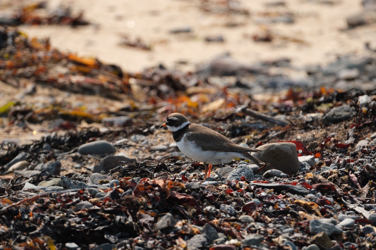 břehouš černoocasý - ML647455426