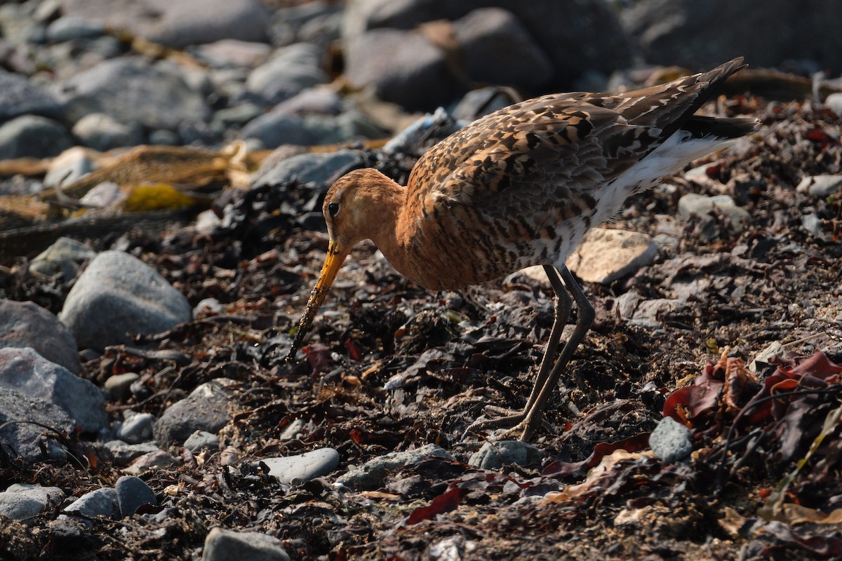 břehouš černoocasý - ML647455428