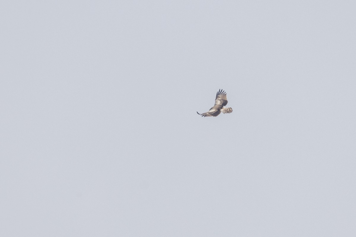 Short-toed Snake-Eagle - ML647455439