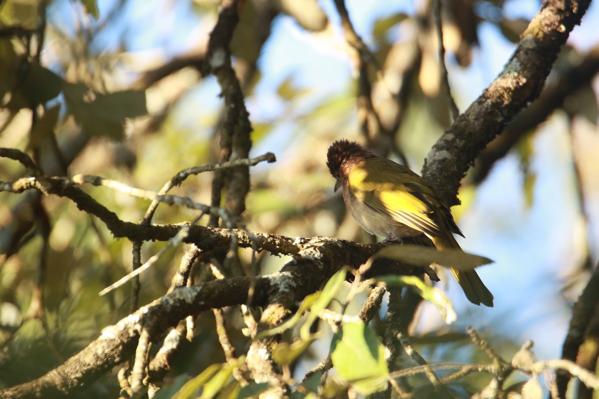 Grünflügelbülbül - ML647455451