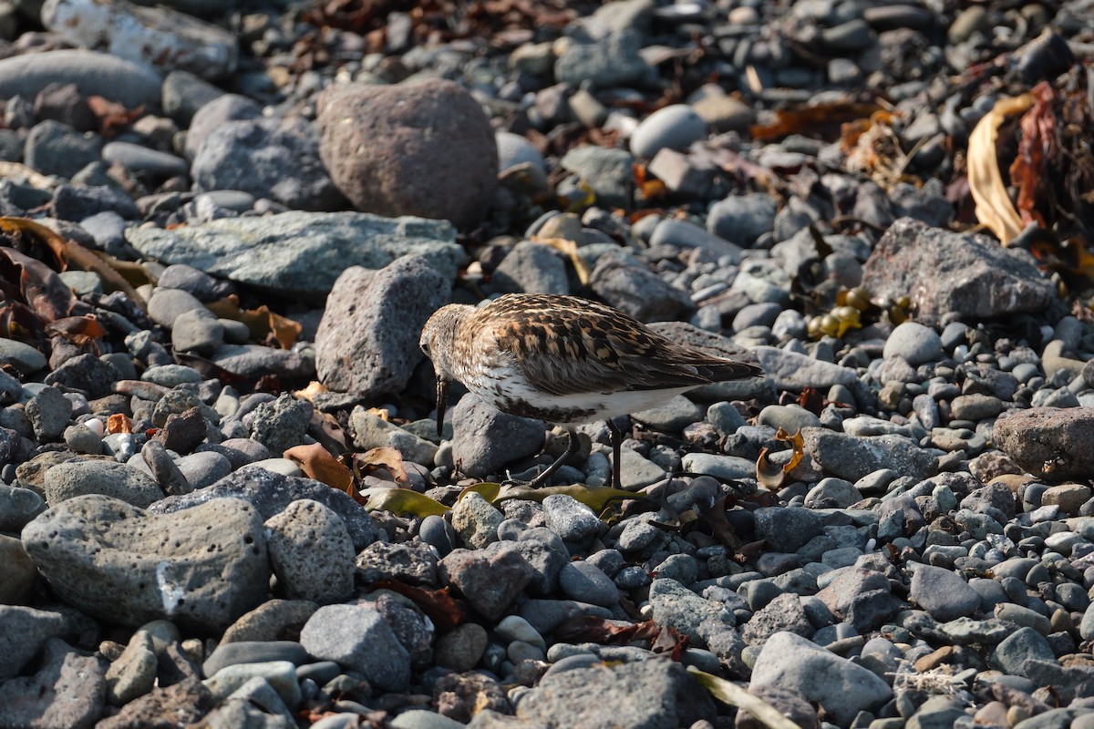 Dunlin - ML647455452
