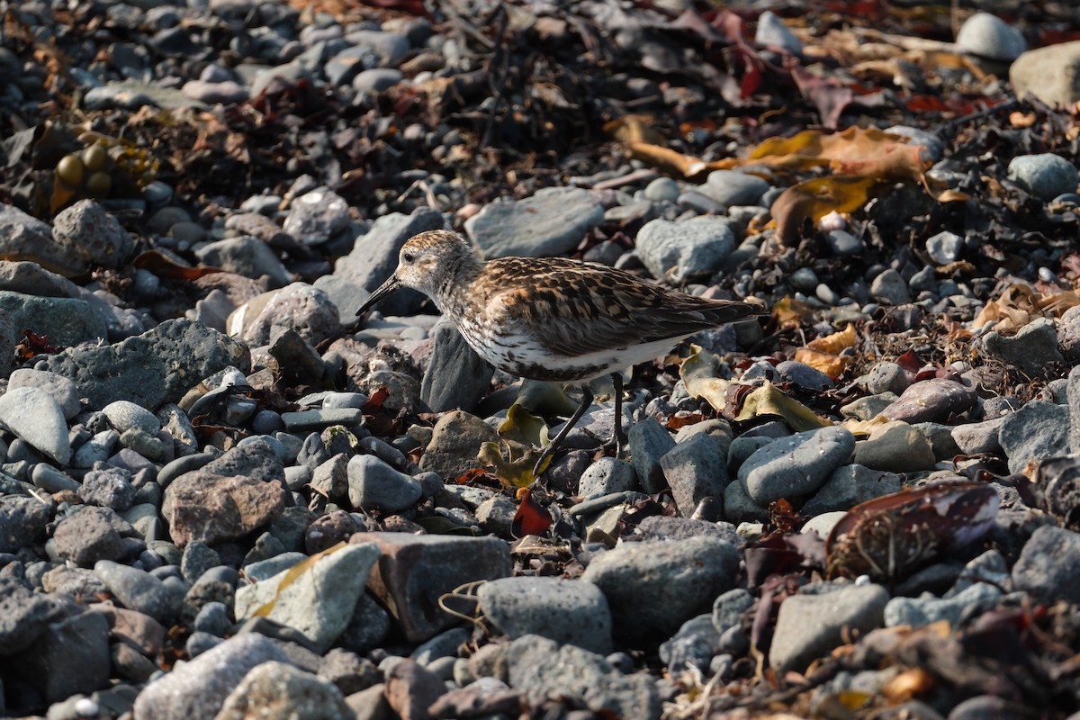 Dunlin - ML647455454