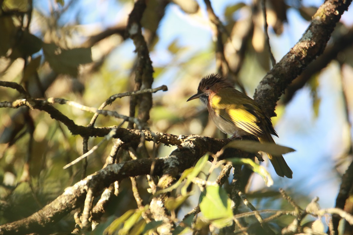 Grünflügelbülbül - ML647455456