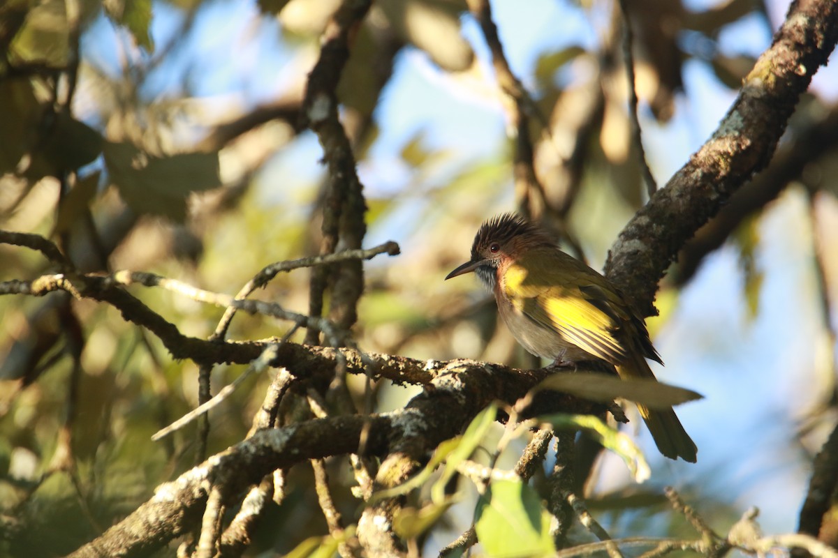 Grünflügelbülbül - ML647455457