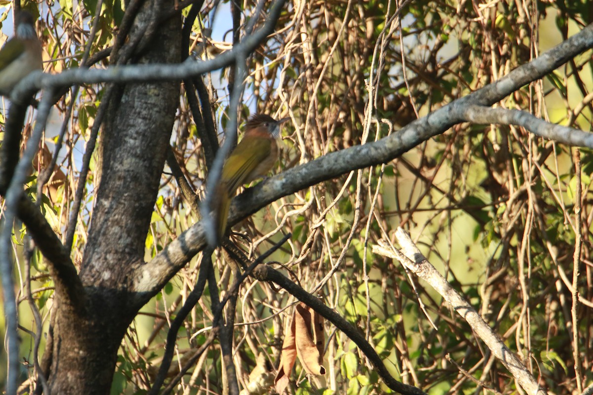 ミヤマヒヨドリ - ML647455458