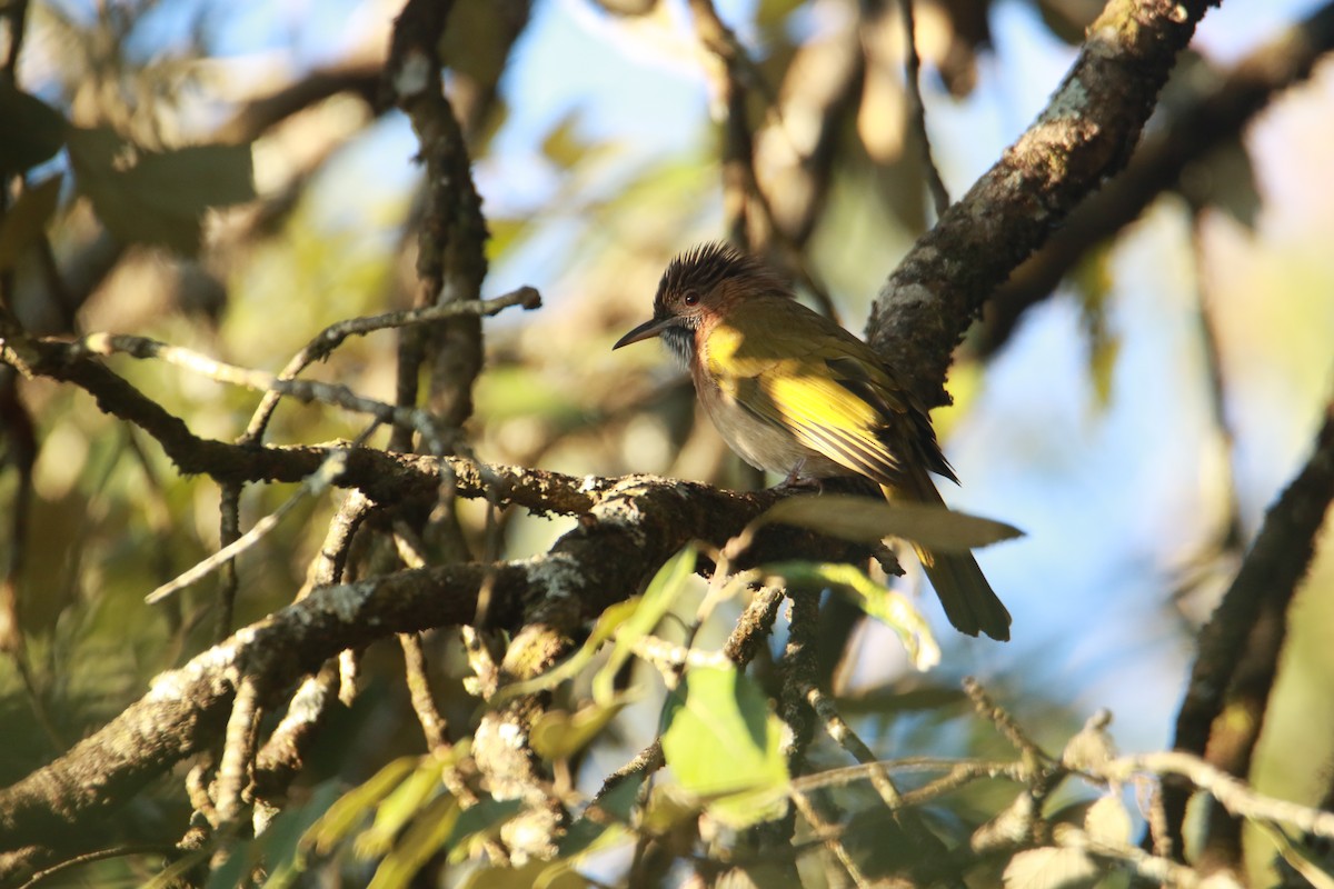 Grünflügelbülbül - ML647455459