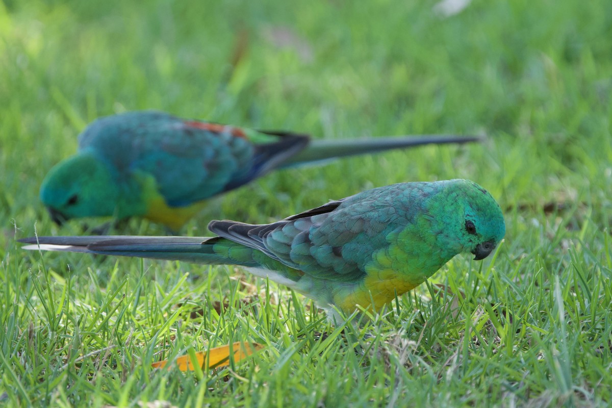 ビセイインコ - ML647455460