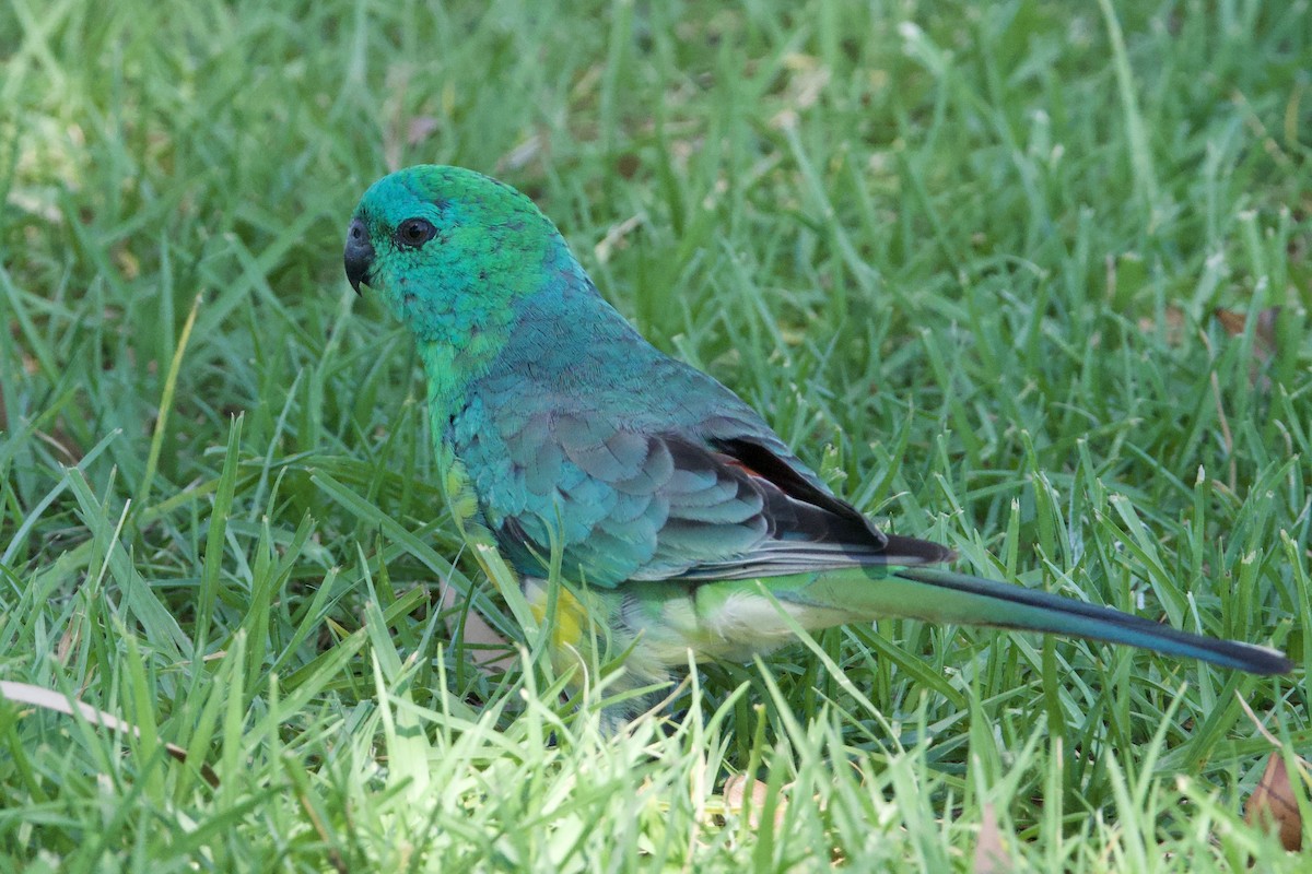 ビセイインコ - ML647455461