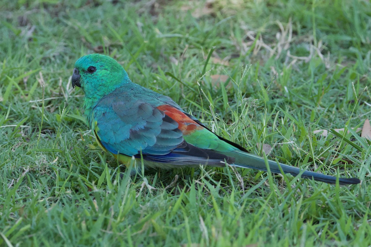 ビセイインコ - ML647455462