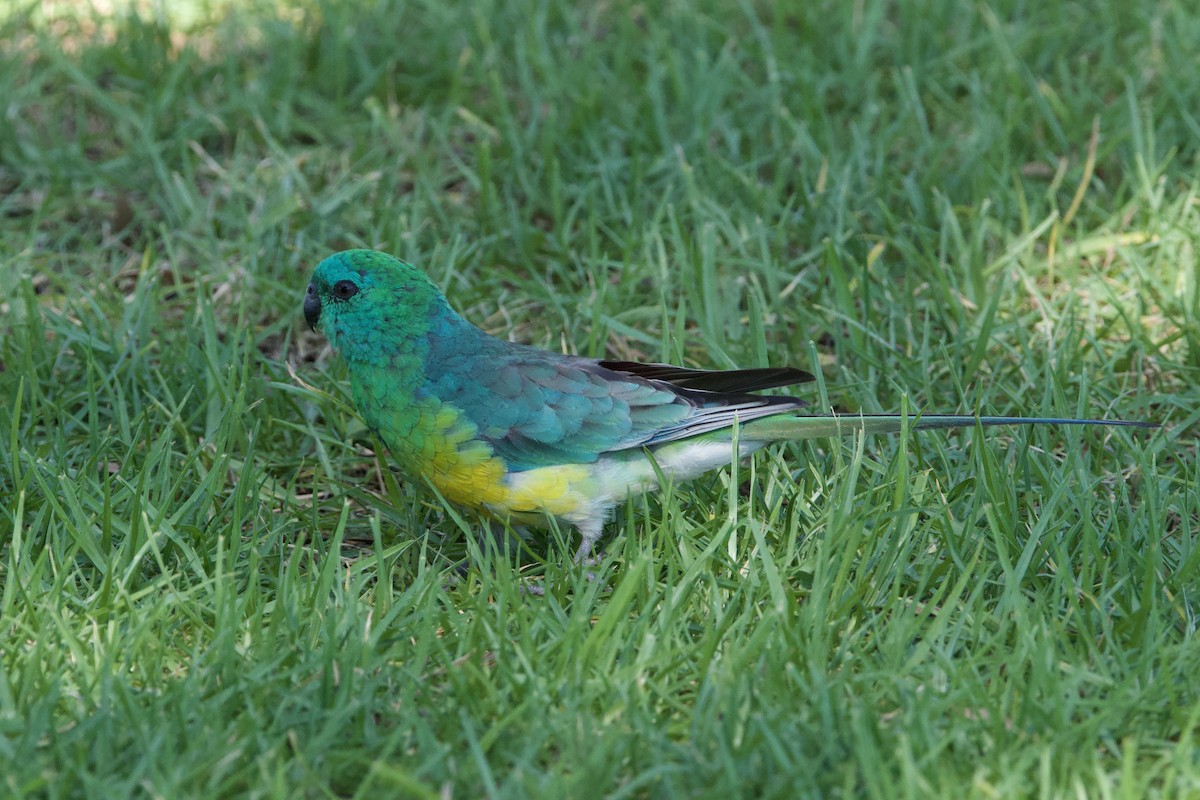 ビセイインコ - ML647455463