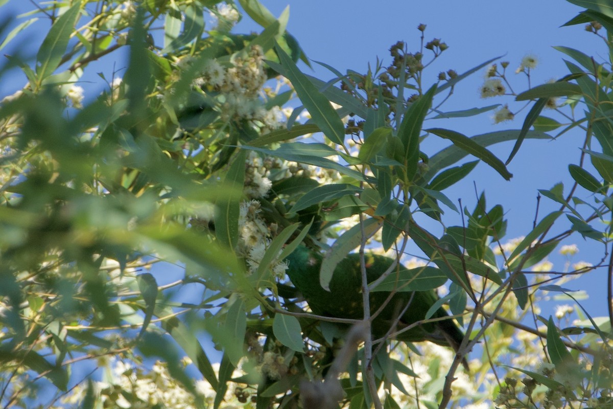 コセイガイインコ - ML647455466