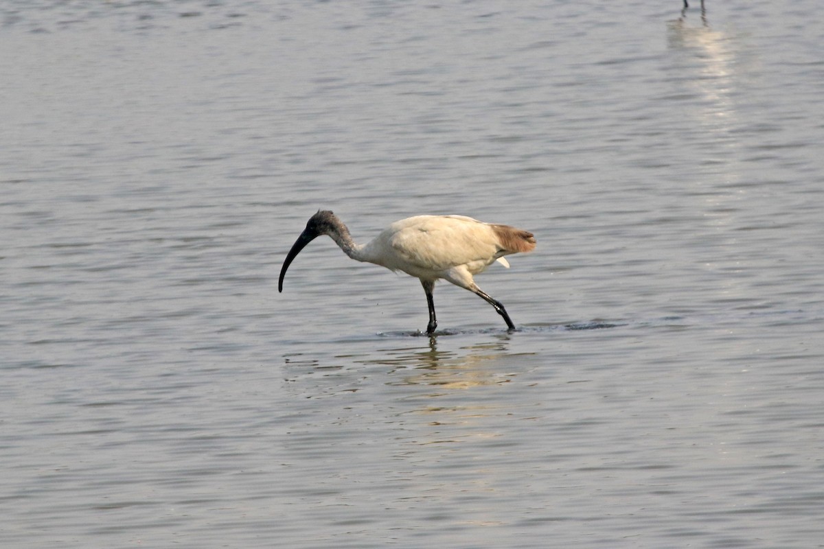 クロトキ - ML647455474