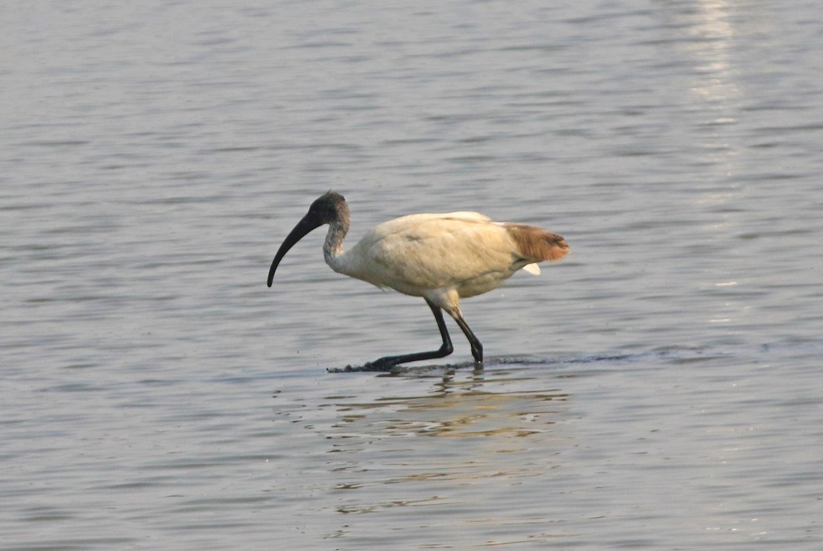 クロトキ - ML647455475