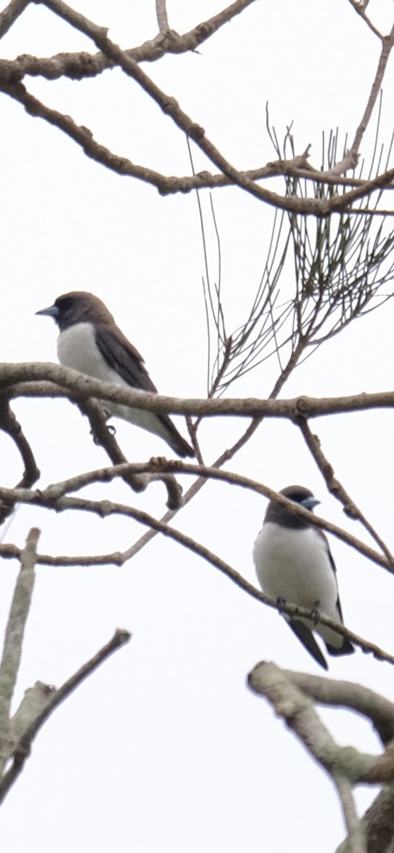 モリツバメ - ML647455481