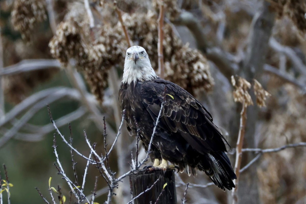 ハクトウワシ - ML647455482