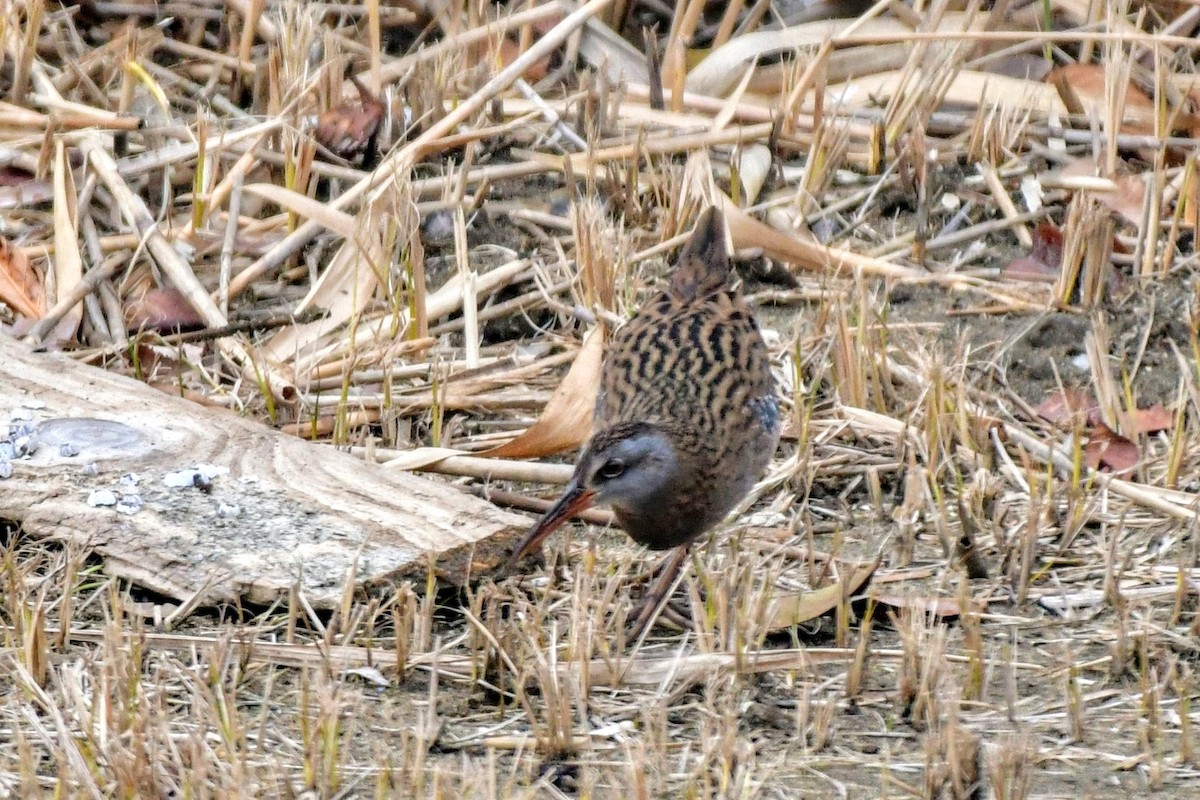 brunkinnrikse - ML647455483