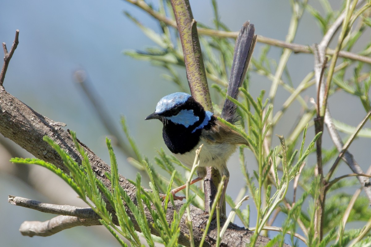 ルリオーストラリアムシクイ - ML647455485