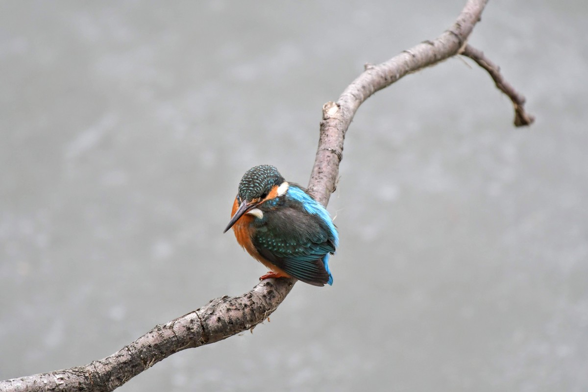 isfugl - ML647455486