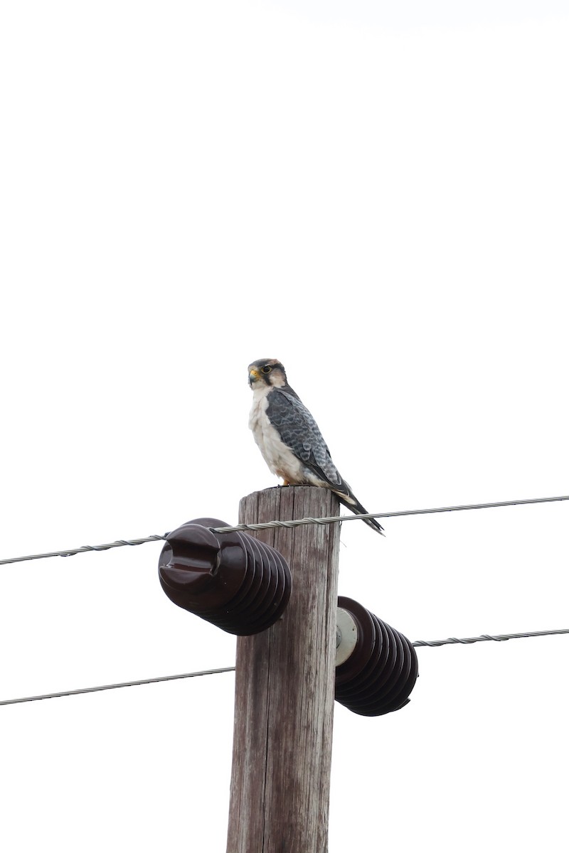 ラナーハヤブサ - ML647455487