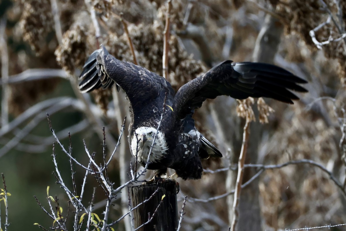 ハクトウワシ - ML647455488