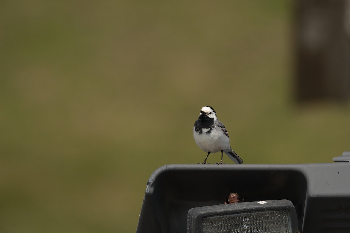 ハクセキレイ - ML647455489