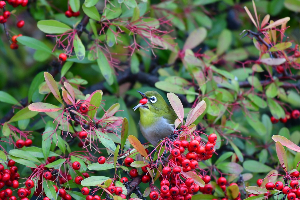 hagebrillefugl - ML647455490