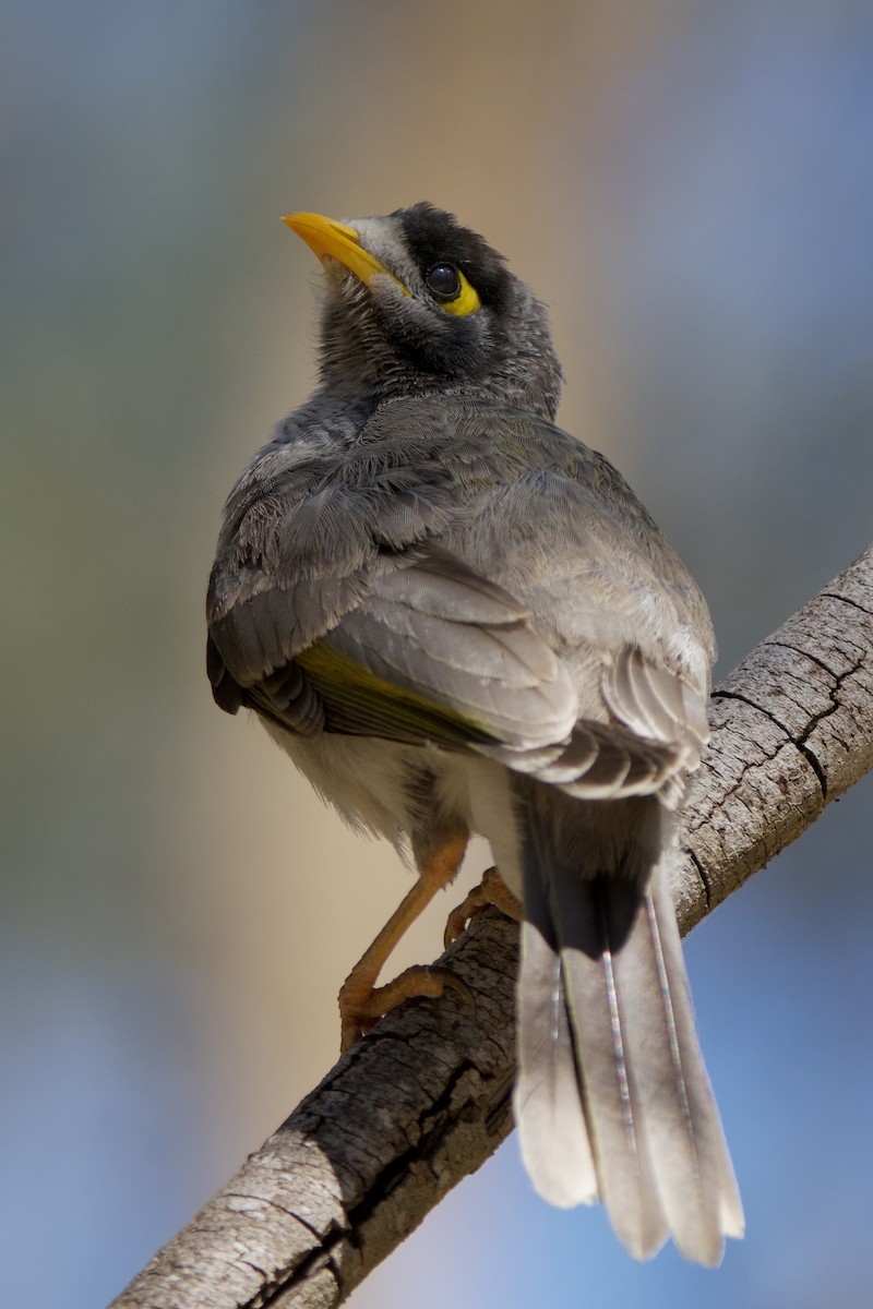 クロガオミツスイ - ML647455491