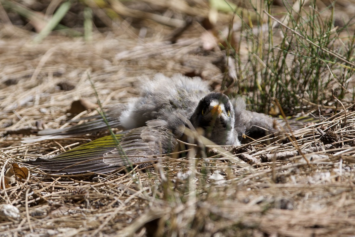 クロガオミツスイ - ML647455492