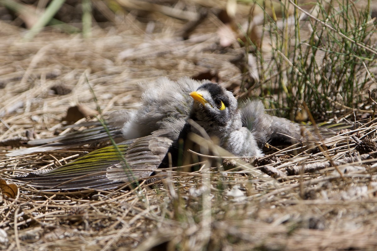 クロガオミツスイ - ML647455493
